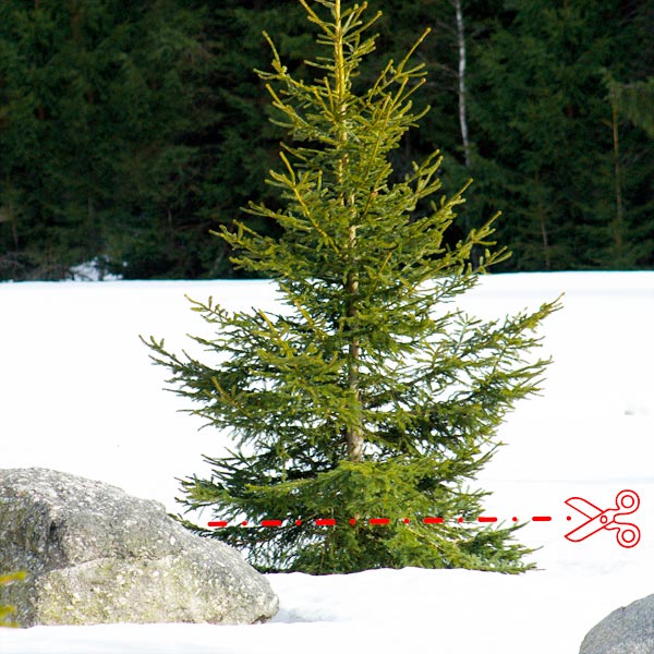 Weihnachtsbaum im Schnee mit Schere-Icon.
