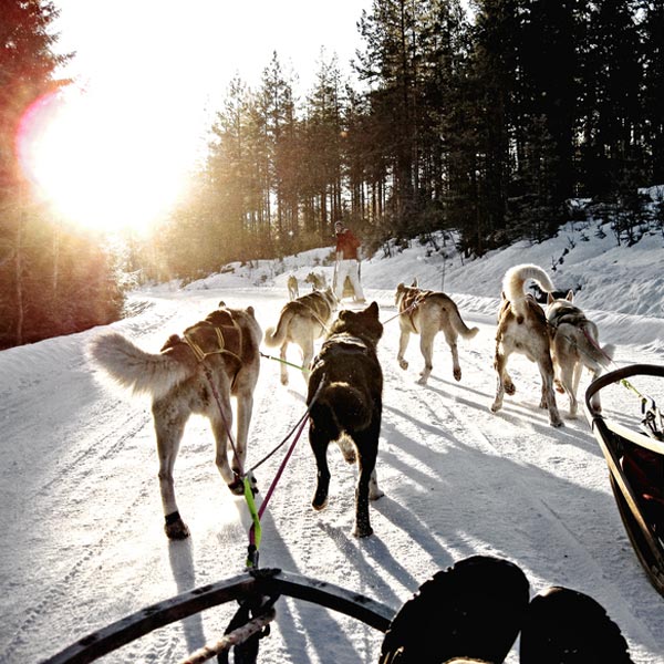Schlittenhunde fahren in Winterlandschaft.